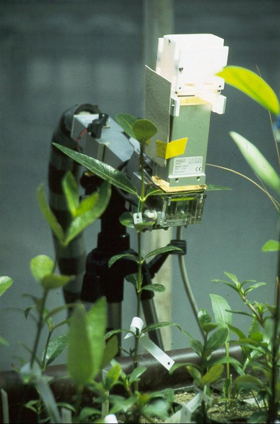 Photosynthesemessungen