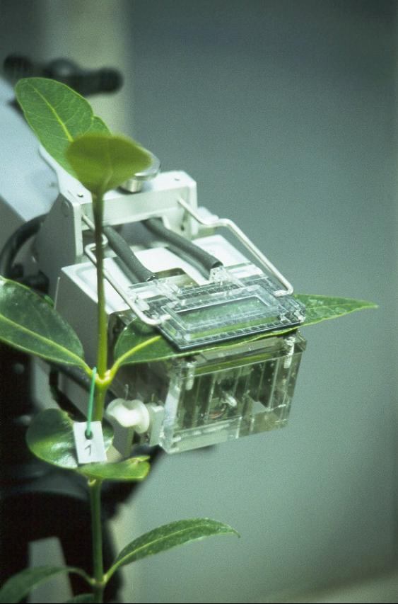 Photosynthesemessungen