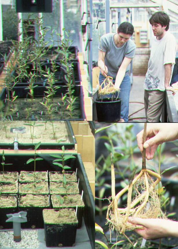 Versuchsanlage für Halophyten