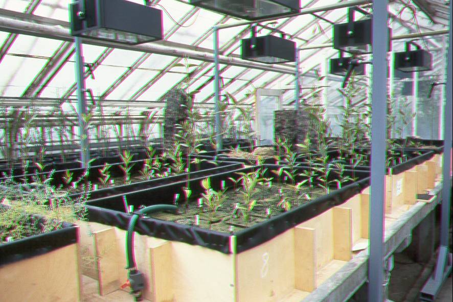 Versuchsanlage für Halophyten