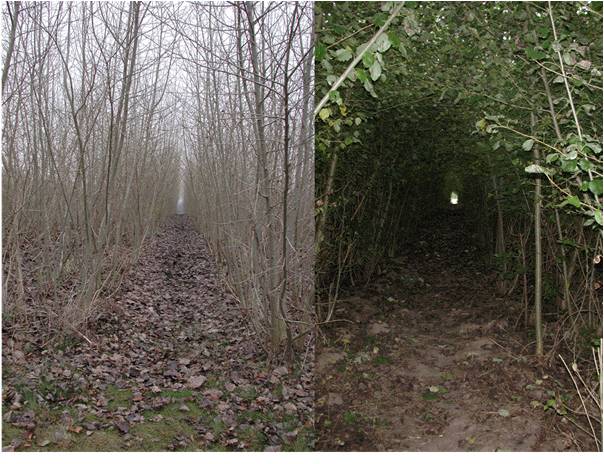 Bild Bioenergieplantage